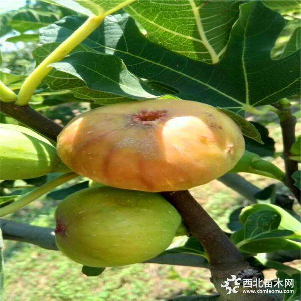 布兰瑞克无花果苗