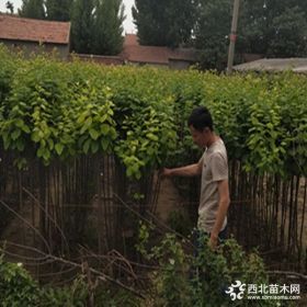 西梅女神种植 西梅女神李子苗基地