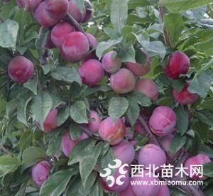 優(yōu)質(zhì)脆紅李子苗哪里有銷售  多久結(jié)果  產(chǎn)量如何