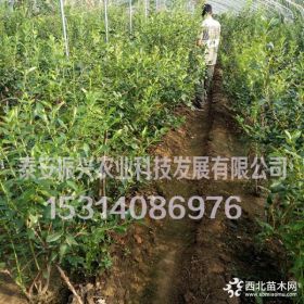 蓝莓种苗 蓝莓苗供应 买蓝莓种苗到泰安振兴农业