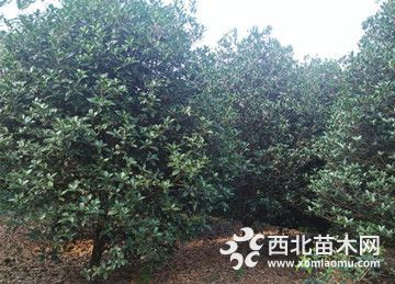 桂花树基地南京桂花种植园3.5米冠幅桂花树什么价格了