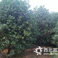 桂花樹基地南京桂花種植園3.5米冠幅桂花樹什么價格了