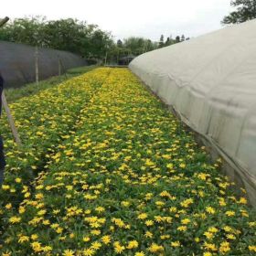 木春菊批发基地供应 木春菊小苗 木春菊小苗价格