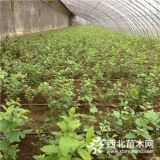 2年左右的蓝莓树苗多少钱一棵  泰安振兴农业蓝莓苗报价