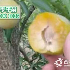 蜂糖李子苗价格,贵州蜂糖李子树苗种植基地