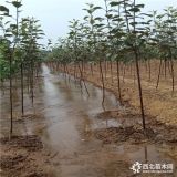 2公分红肉苹果树苗出售价格哪里有卖的多少钱一棵 苹果苗批发