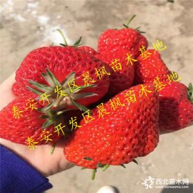 红颜草莓苗多少钱 红颜草莓苗价格 红颜草莓苗批发