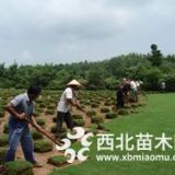 百慕大草坪，天堂草坪，馬尼拉草坪低價供