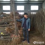 秋月梨树苗、秋月梨树苗基地、山东秋月梨苗多少钱