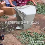 妙香草莓苗多少钱一棵 山东妙香草莓苗基地批发