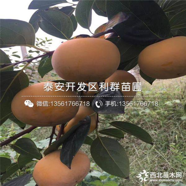 阳丰柿子苗