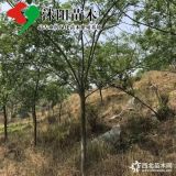 合歡基地_合歡圖片_合歡產(chǎn)地_合歡綠化苗木苗圃基地