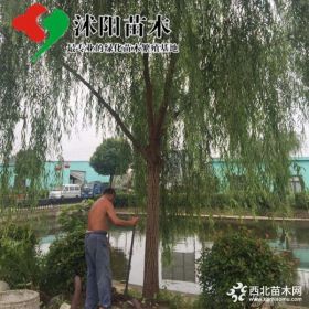 垂柳价格_垂柳图片_垂柳产地_青皮垂柳绿化苗木苗圃基地