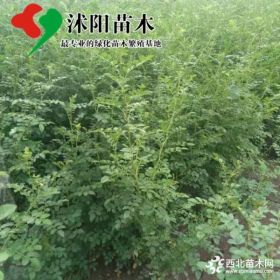 蔷薇价格_蔷薇图片_蔷薇产地_蔷薇绿化苗木苗圃基地