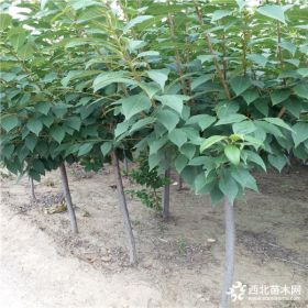 求購三公分櫻花樹多少錢一棵  櫻花樹價格種植管理