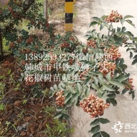 陜西韓城渭南潼關(guān)哪里有無刺大紅袍花椒樹苗基地