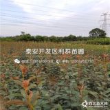 紅梨苗、紅梨苗價(jià)格