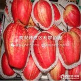 紅梨苗、紅梨樹苗、紅梨樹苗價(jià)格多少