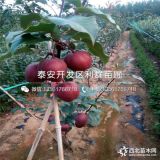 出售全紅梨樹苗、全紅梨樹苗價(jià)格多少、全紅梨樹苗基地