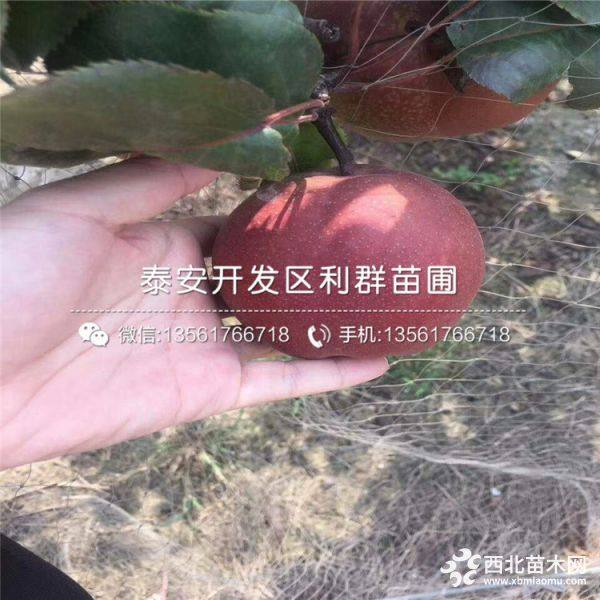 全紅梨樹苗