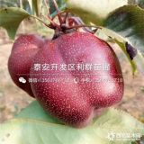 全紅梨樹苗、全紅梨樹苗新品種、全紅梨樹苗價(jià)格是多少