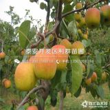 哪里有八月紅梨樹(shù)苗出售、八月紅梨樹(shù)苗價(jià)格是多少