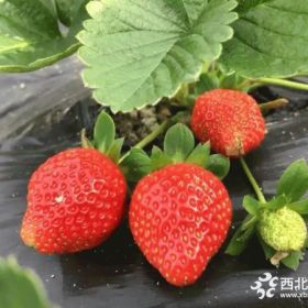 优质红颜草莓苗种植  价格实惠   草莓苗批发 基地