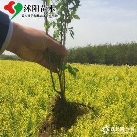 黄叶女贞价格_黄叶女贞产地_黄叶女贞绿化苗木苗圃基地