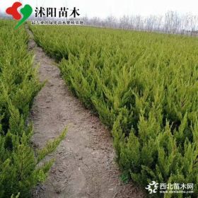 小龙柏产地价格 小龙柏绿化苗木苗圃基地