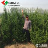 大龍柏_大龍柏圖片_直升龍柏產(chǎn)地_直生龍柏綠化苗木苗圃基地