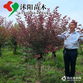 美人梅基地_美人梅图片_美人梅产地_美人梅绿化苗木苗圃基地