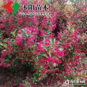 锦带花基地_红王子锦带产地_红王子锦带绿化苗木苗圃基地