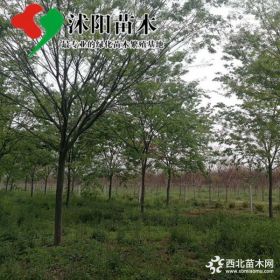 榉树价格_榉树图片_榉树产地_榉树绿化苗木苗圃基地