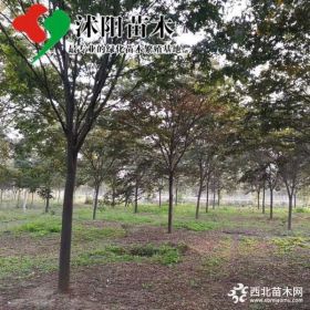 红榉树价格_红榉树图片_红榉产地_红榉绿化苗木苗圃基地