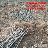 山东无花果树苗基地 二 三 四公分无花果树图片