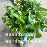 橫縣茉莉花苗苗