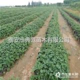 京承香草莓苗多少钱一棵 山东京承香草莓苗基地批发