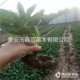 京泉香草莓苗多少钱一棵 山东京泉香草莓苗基地批发