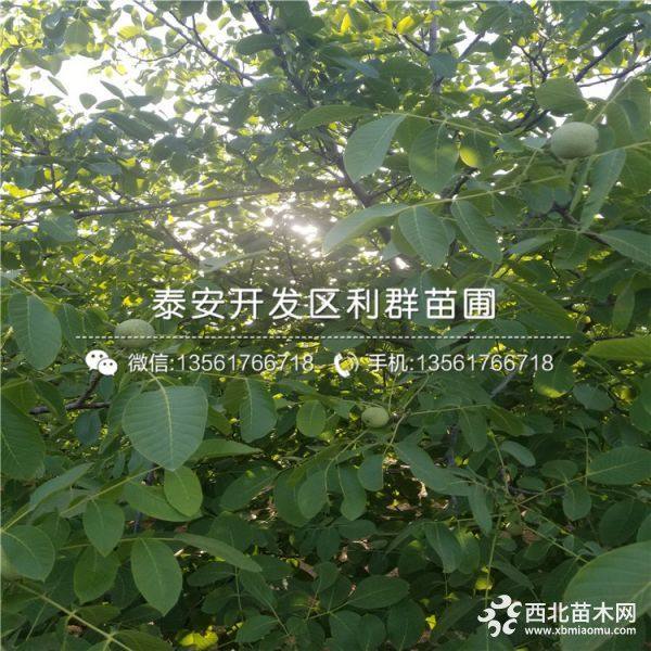 纸皮核桃树苗