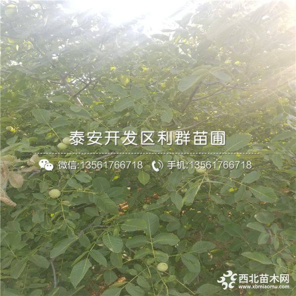 纸皮核桃树苗