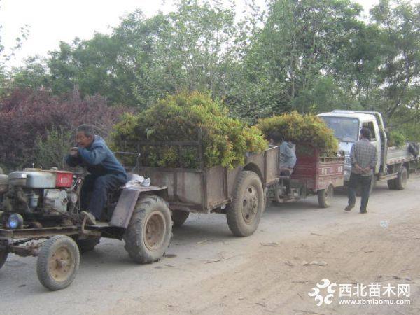 金焰繡線菊