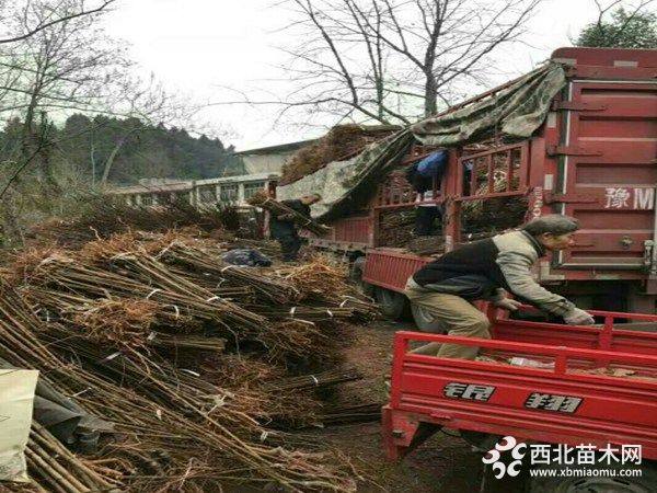 恐龙蛋李子苗