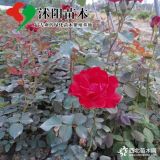 月季花_月季花圖片_月季花產(chǎn)地_月季花綠化苗木苗圃基地