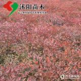 紅天竹基地_紅天竹圖片_紅天竹產地_紅天竹綠化苗木苗圃基地