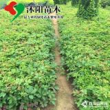 爬山虎基地_爬山虎圖片_爬山虎產(chǎn)地_爬山虎綠化苗木苗圃基地