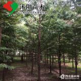 水杉產(chǎn)地哪里好_水杉綠化苗行情報價