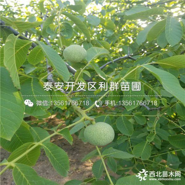 香玲核桃树苗