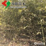 竹子價格_竹子圖片_竹子產(chǎn)地_竹子基地