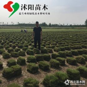 马尼拉草坪产地_马尼拉草坪草皮苗圃基地