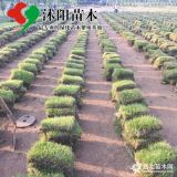 中華結(jié)縷草_結(jié)縷草草坪產(chǎn)地_結(jié)縷草草坪草皮苗圃基地